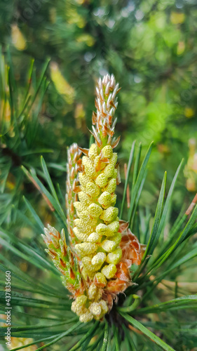 Inflorescence of a fluffy young blooming pine cone. Flowering mediterranean pine on springtime.