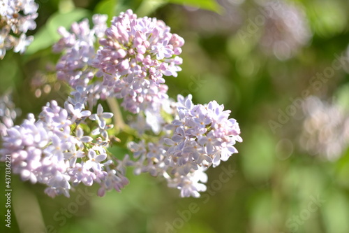 Tender purple lilac, blurred background © Oksana