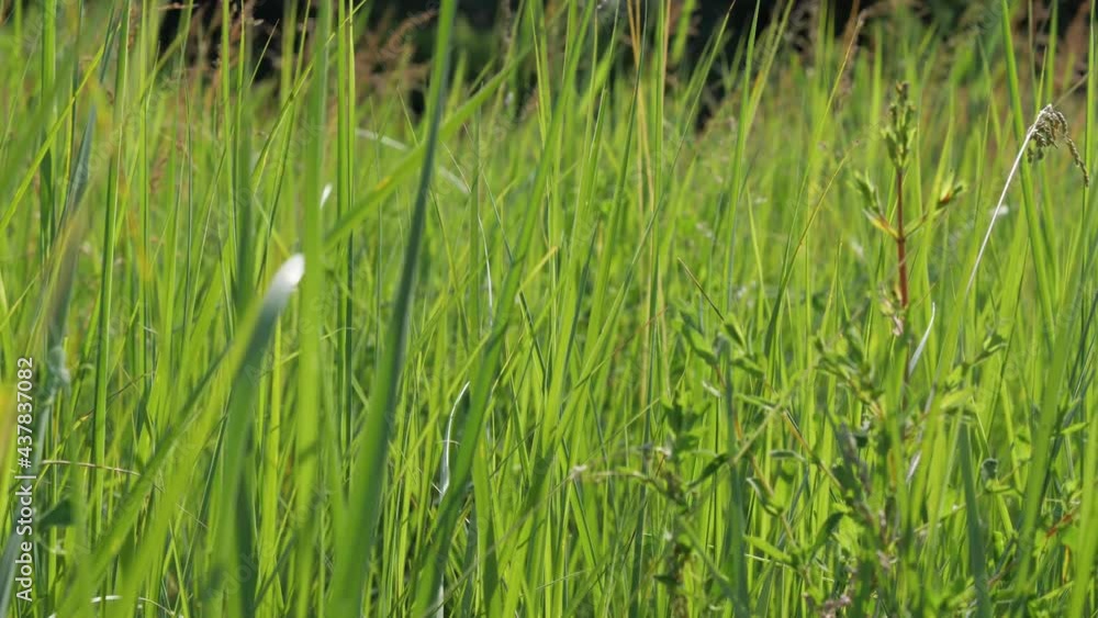 Stalks of lush green grass illuminated by the sun swaying in the wind. Close-up. Background Video Stalks of lush green grass illuminated by the sun swaying in the wind. Close-up. Background Video