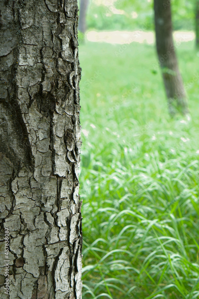 photo of tree bark close-up. behind the tree, green grass is visible, on which the bright sun is shining. the photo shows the structure of the bark in detail. the photo is perfect for a photo backgrou photo of tree bark close-up. behind the tree, green grass is visible, on which the bright sun is shining. the photo shows the structure of the bark in detail. the photo is perfect for a photo backgrou
