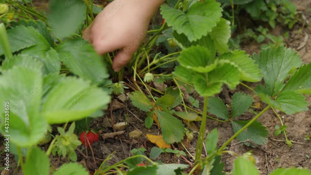 A woman's hand plucks a ripe red strawberry from a bush. Farm strawberries. Close-up A woman's hand plucks a ripe red strawberry from a bush. Farm strawberries. Close-up
