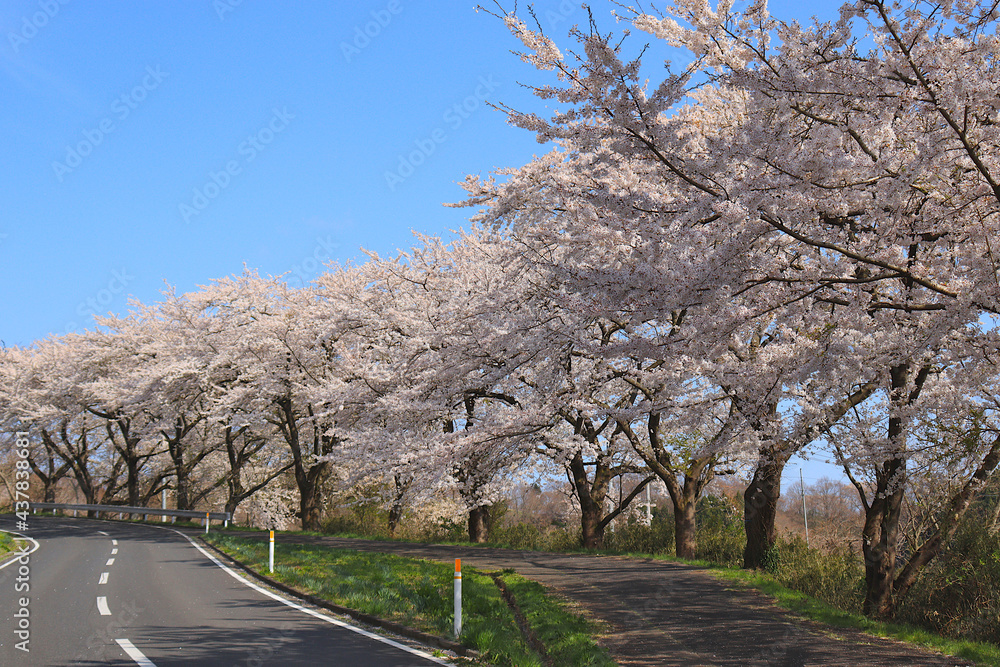 Obraz premium 加護坊山の桜並木 日本 宮城県大崎市田尻