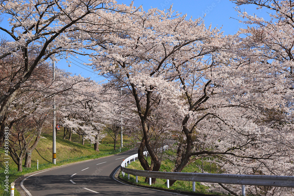 Obraz premium 加護坊山の桜並木 日本 宮城県大崎市田尻