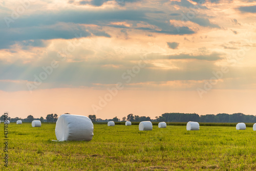 Foto Haylage bales wrapped in white foil will provide food for farm animals during the winter