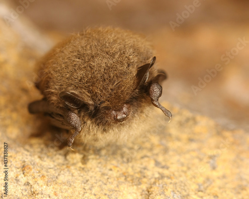 Fledermaus - Kleine Bartfledermaus - Myotis mystacinus