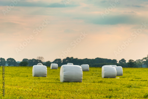 Haylage bales wrapped in white foil will provide food for farm animals during the winter. A green meadow in the background of the setting sun after summer hay. photo