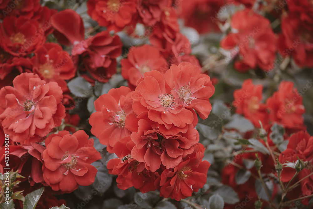 red rose against the backdrop of green leaves on a shrub in the garden in summer day red rose against the backdrop of green leaves on a shrub in the garden in summer day