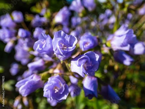 Beautiful blue floral background. Macro shot of flower with light blue-violet petals of spreading Jacob's ladder (Polemonium reptans) photo