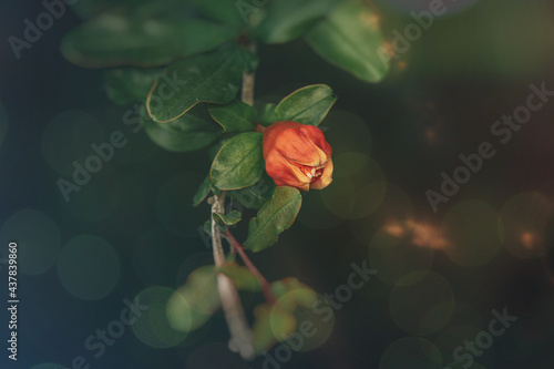 orange flower in a spring tree against a background of green leaves