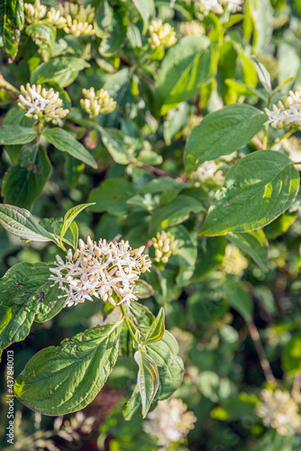 Closeup of a budding and white flowering common dogwood shrub in a Dutch nature reserve in springtime.