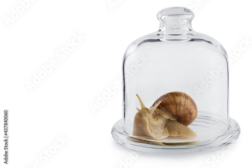 large snail sitting under a glass dome as if isolated in a laboratory, medical concept, on a white background, isolate