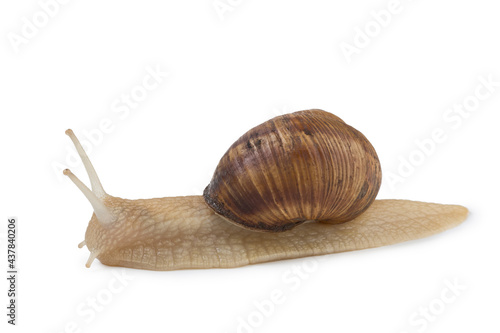 a large grape snail crawls evenly on a white surface