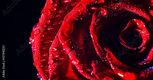 Macro shot of a flower petal with splashes and drops of water. Texture of leaf and petal on a background of blurry splashes.