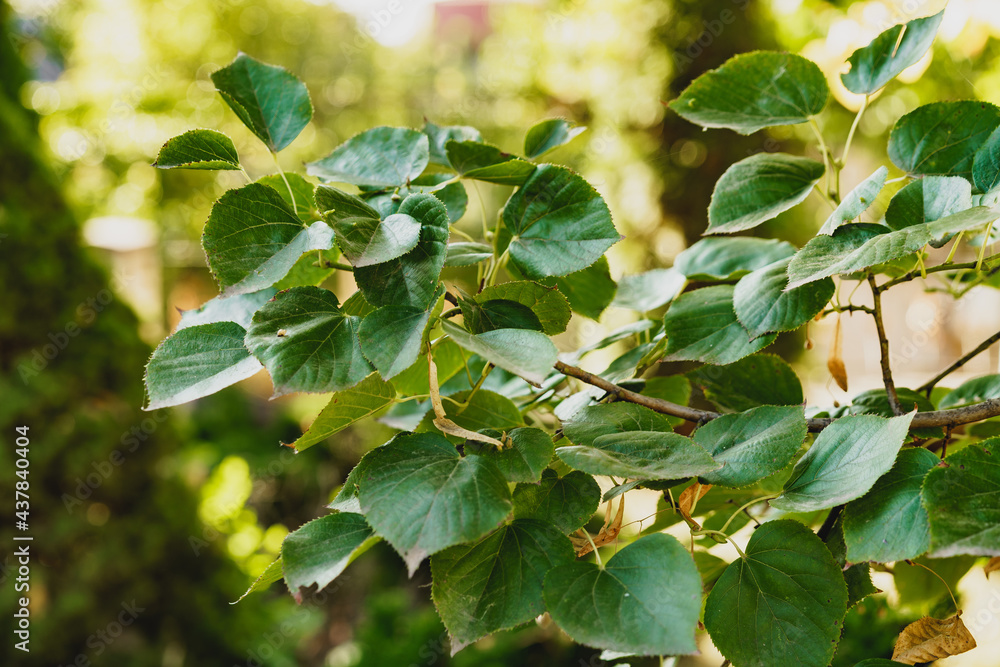 Green leaves for background, leaf texture background Green leaves for background, leaf texture background