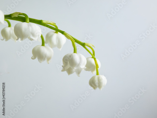 Macro shot of sweetly scented, pendent, bell-shaped white flowers of Lily of the valley (Convallaria majalis) isolated on white background in bright sunlight photo