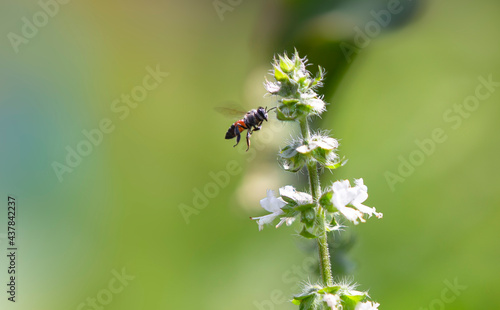 bee on a flower © Champ