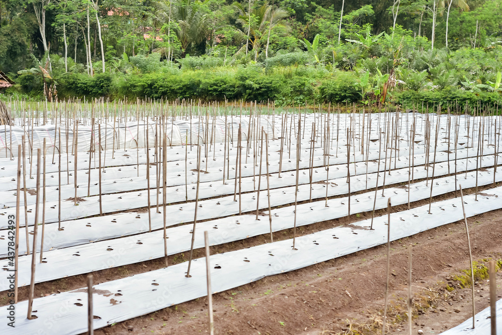 Agricultural land is covered with plastic and given a hole to plant vegetables with dry twigs as a medium for vines