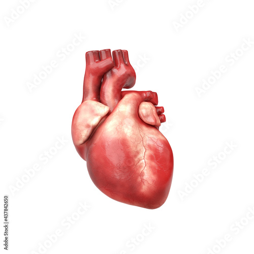 Graphic Illustration of Human Heart. photo