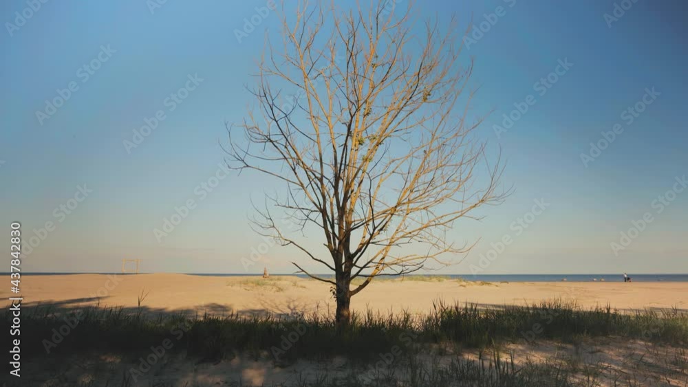 Dry lonely tree in the dunes of the Baltic. Sandy beach on the coast of the Gulf of Riga. People walk on a sunny warm day. Engure Dry lonely tree in the dunes of the Baltic. Sandy beach on the coast of the Gulf of Riga. People walk on a sunny warm day. Engure