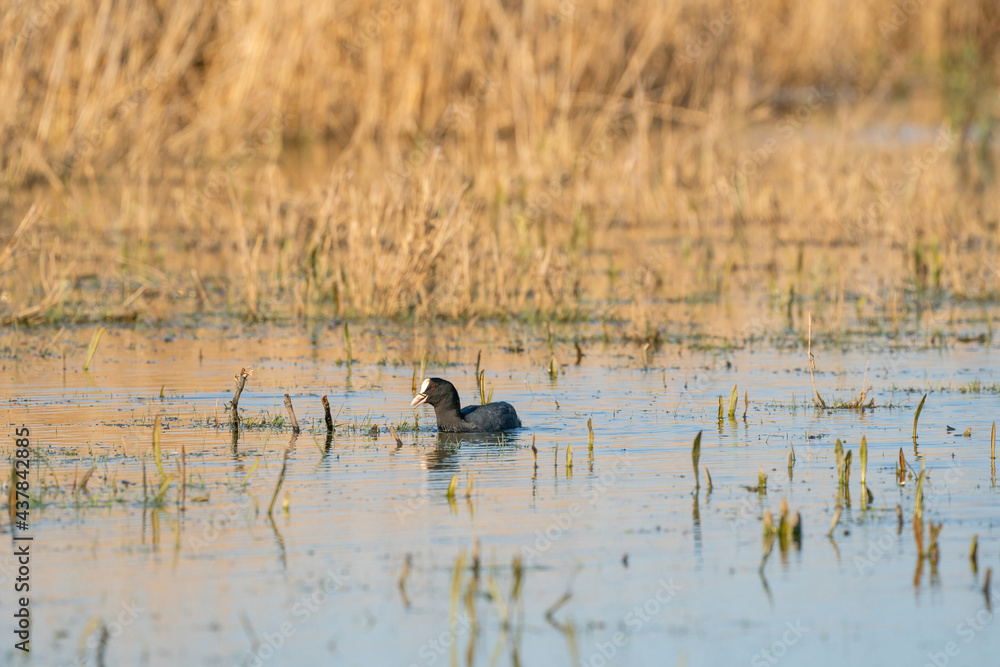 An American Coot, with red eyes. Swims between reeds and grass in the lake. With its reflection on the surface An American Coot, with red eyes. Swims between reeds and grass in the lake. With its reflection on the surface