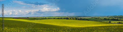 Spring evening view with rapeseed yellow blooming fields in sunlight with cloud shadows. © wildman