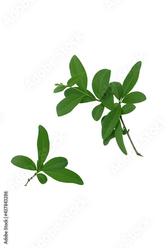 Two green branches with leaves isolated on white background.	