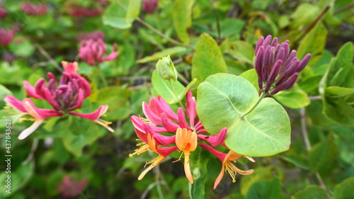 Close up Honeysuckle flowers with impressive bicolor blooms of pink and white. Lonicera periclymenum flowers, common names honeysuckle, common honeysuckle, European honeysuckle or woodbine in bloom.