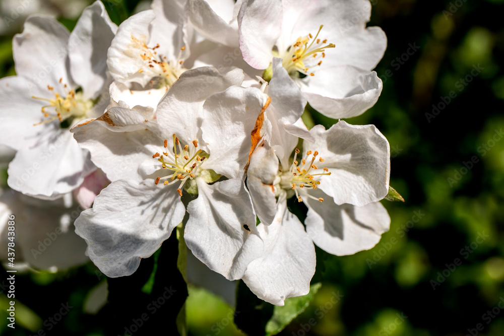 Apple blossoms in the sun close-up.