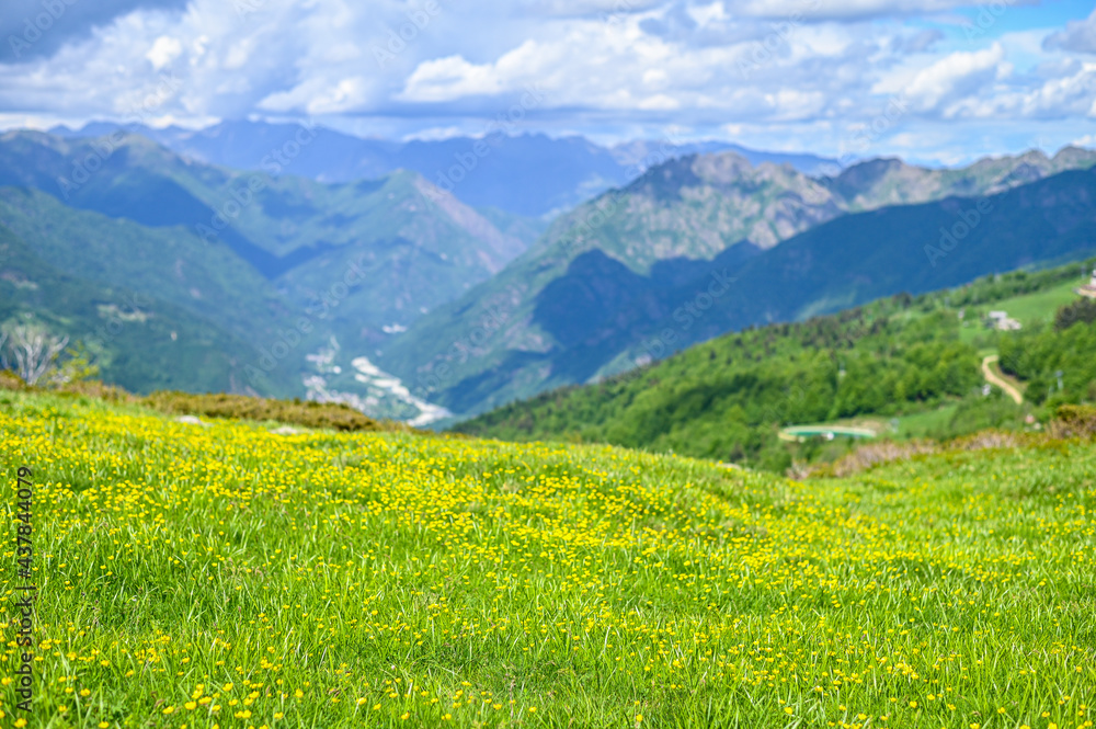Green pastures and yellow flowers on the Alpe di Mera plateau in Valsesia, Piedmont, Italy in summertime