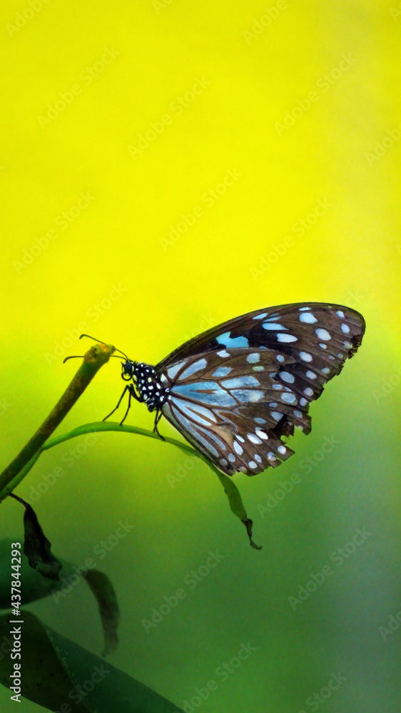 Butterfly in the Greens