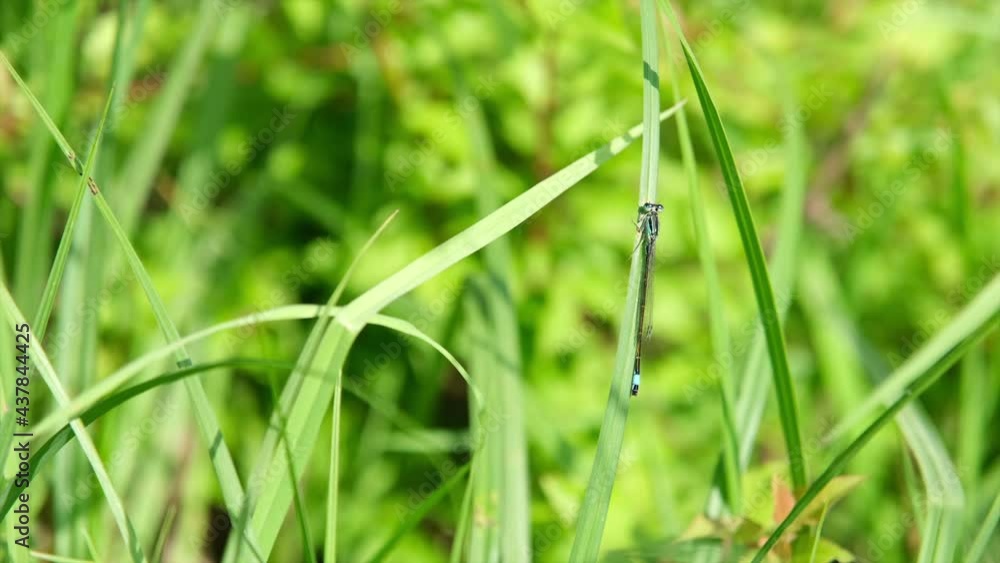 Dragonfly on green grass, summer sunny day on the meadow. Wildlife conservation concept Dragonfly on green grass, summer sunny day on the meadow. Wildlife conservation concept