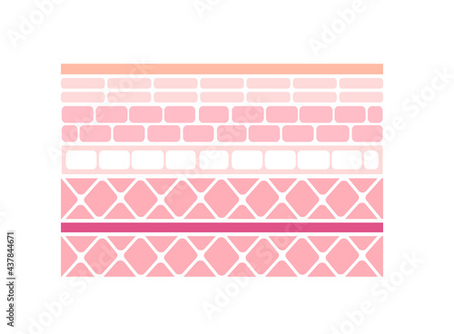 Layer of human skin vector illustration ( from epidermis to muscle ) | no text