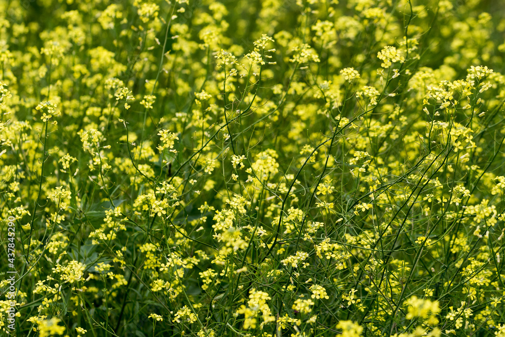 Rapeseed flowers in close-up at the flowering time. The industrial farmland in the countryside between spring and summer.
