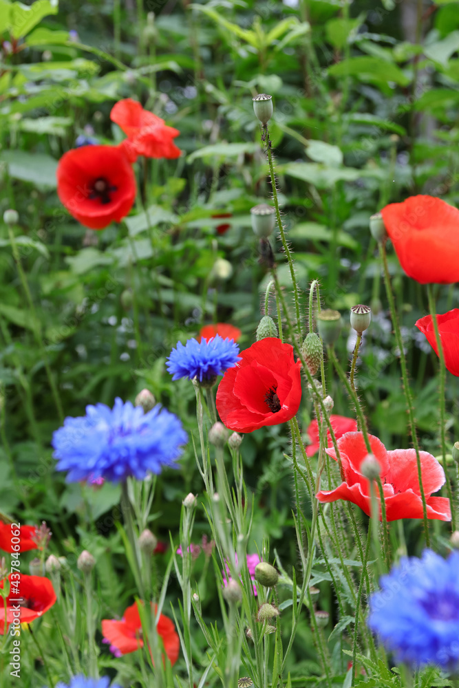 Fototapeta premium wild blühende mohn und kornblumen