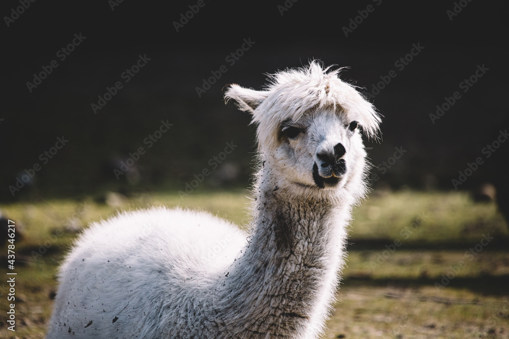 Fototapeta premium Alpaca portrait