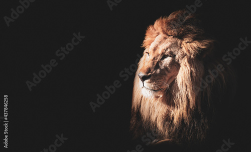 Lion face portrait on black background