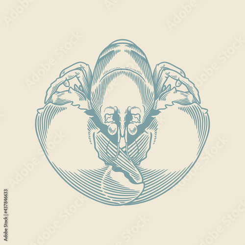 Hand drawn of vintage crab....