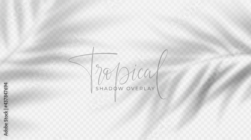 Realistic transparent shadow from a leaf of a palm tree on the white background. Tropical leaves shadow. Mockup with palm leaves shadow. Vector illustration