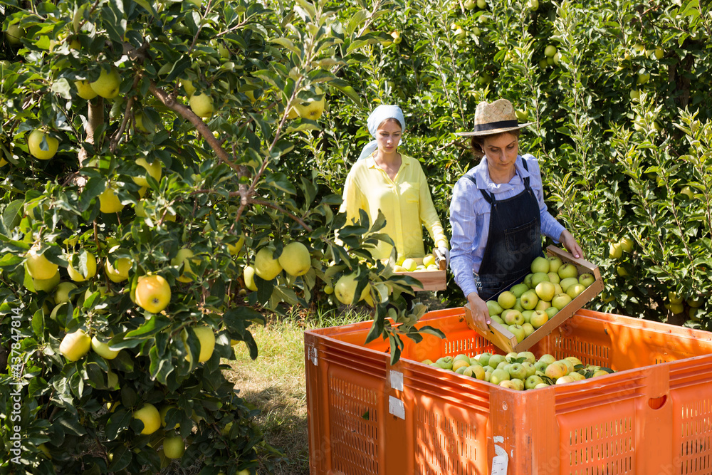 Fototapeta premium Two women harvest apples in a big box in the garden. High quality photo
