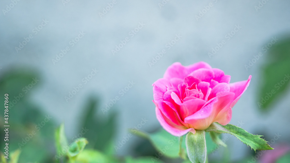 beautiful blooming red Rose flower in blurry nature green blurry background Nature screen copy-space