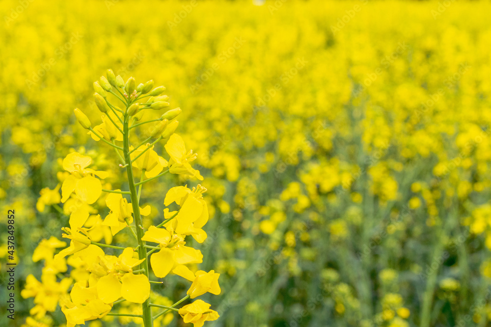 Canola flower. Rapeseed plant, colza rapeseed for green energy. Yellow rape flower for healthy food oil. Springtime golden flowering field. Canola flower. Rapeseed plant, colza rapeseed for green energy. Yellow rape flower for healthy food oil. Springtime golden flowering field.