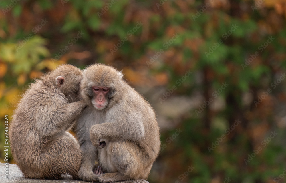 Obraz premium 仲良しなニホンザル