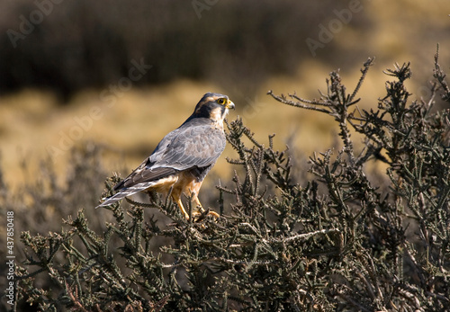 Aplomadovalk, Aplomado Falcon, Falco femoralis photo