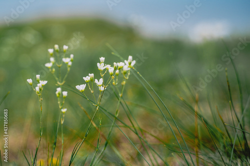 Wild white flowers in the grass, natural background