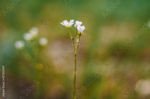 Wild white flowers in the grass, natural background © KseniaJoyg
