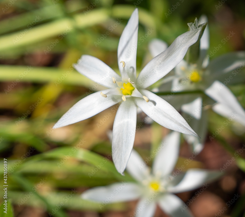 Fototapeta premium white wildflowers in the meadow