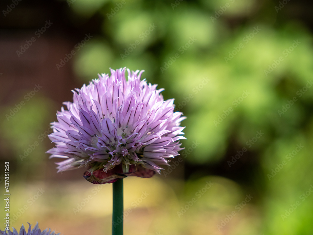 Blooming chives, purple violet flowers, sunny day, close-up photo. Blooming chives, purple violet flowers, sunny day, close-up photo.