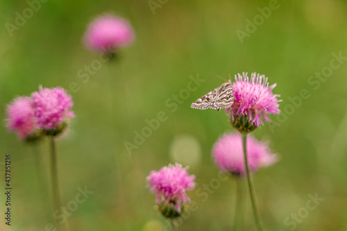 Butterfly sits on a pink flower, natural background