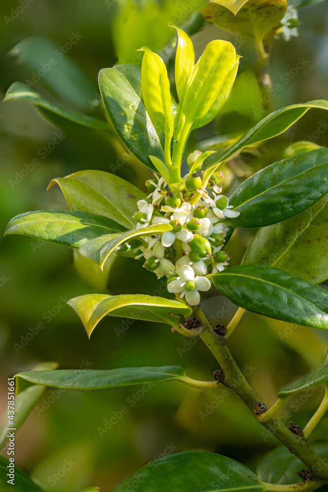 Detail of the flower with fruit set and leaves of the European holly Detail of the flower with fruit set and leaves of the European holly
