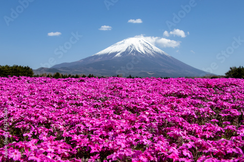 Fototapeta Naklejka Na Ścianę i Meble -  富士山のふもとのガーデン
